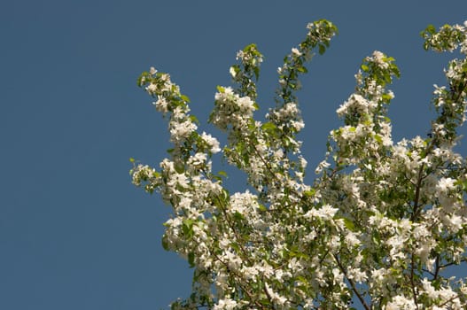 branch of apple tree with white flowers on a background of flowering trees. Copy space for text