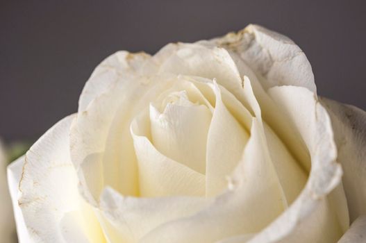 Beautiful soft fresh white rose close up.