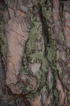 Moss cover on tree bark background. Close-up moss texture on tree surface.