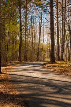 Forest landscape. Beautiful forest nature. Pinery in summer