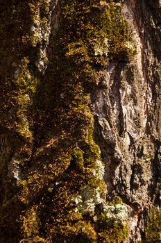 Moss cover on tree bark background. Close-up moss texture on tree surface.