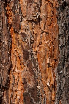 the bark of old pine tree texture, background