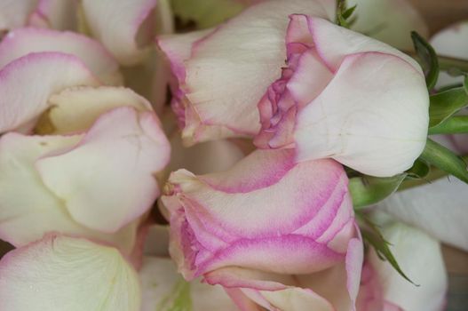 Rose petals on white wooden background.