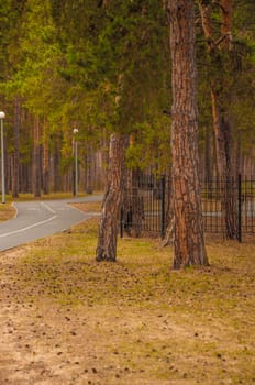 Spring time in the forest. Pine forest