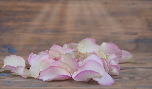 Rose petals on white wooden background.