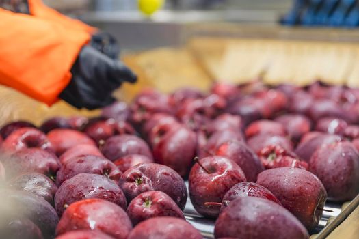 quality control of apples on the automatic feeding line