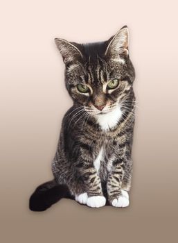 Beautiful female tabby cat, lovely adorable pet, studio portrait