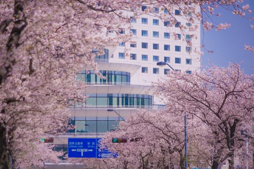 The city of full bloom and the city of Yokohama Minato Mirai. Shooting Location: Yokohama-city kanagawa prefecture