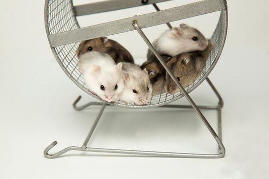 Dzungarian hamsters on a wheel. Cute fluffy pets. A brood of young hamsters.