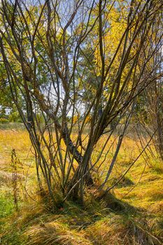 shrub near a swampy river