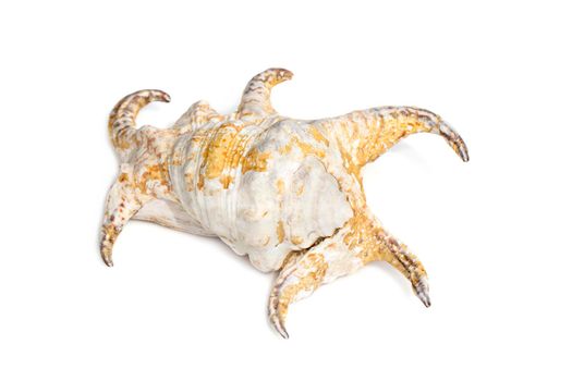 Image of Lambis chiragra, Harpago chiragra on a white background. Undersea Animals. Sea shells.