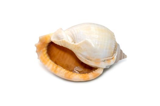 Image of phalium glaucum shell, common name the grey bonnet or glaucus bonnet, is a species of large sea snail, a marine gastropod mollusk in the family Cassidae, the helmet snails and bonnet snails isolated on white background. Undersea Animals. Sea Shells.