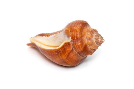 Image of pugilina cochlidium (Spiral melongena) on a white background. Red Sea Snail. Undersea Animals. Sea Shells.