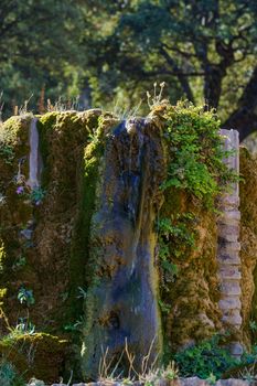 watering place for livestock with moss and aquatic plants with fresh spring water