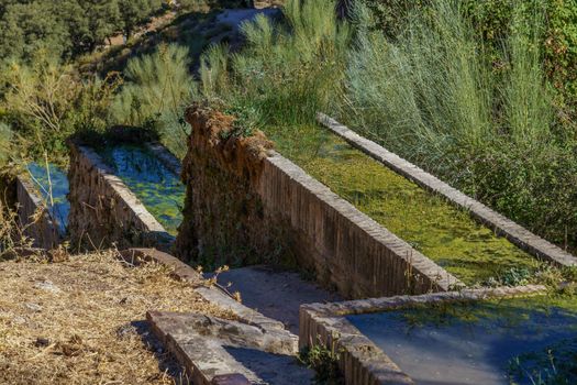 watering place for livestock with moss and aquatic plants with fresh spring water