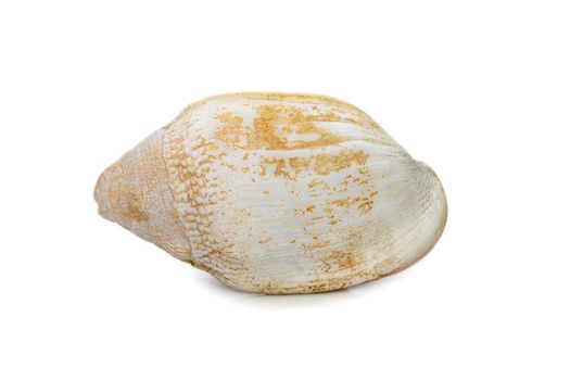 Image of very old white phalium granulatum sea shell isolated on white background. Undersea Animals. Sea Shells.