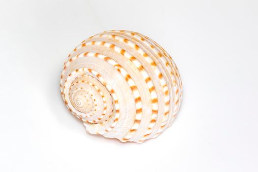 Image of seashells tonna tesselata on a white background. Undersea Animals. Sea Shells.