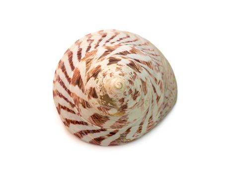 Image of Rochia nilotica, common name the commercial top shell, is a species of sea snail, a marine gastropod mollusk in the family Tegulidae isolated on white background. Undersea Animals. Sea Shells.