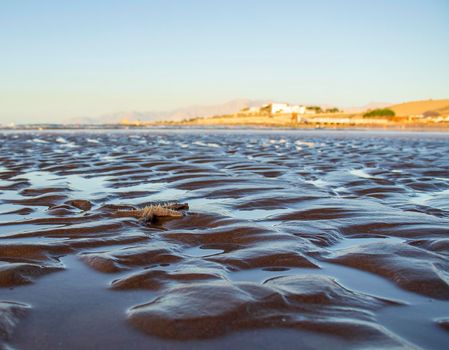 Closeup shot of a starfish on the empty beach. Outdoors