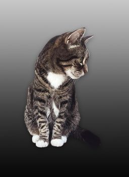 Beautiful female tabby cat, lovely adorable pet, studio portrait