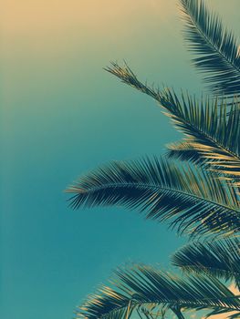 Tropical nature, vintage backdrop and summer vacation concept - Palm tree leaves and the sky, summertime travel background