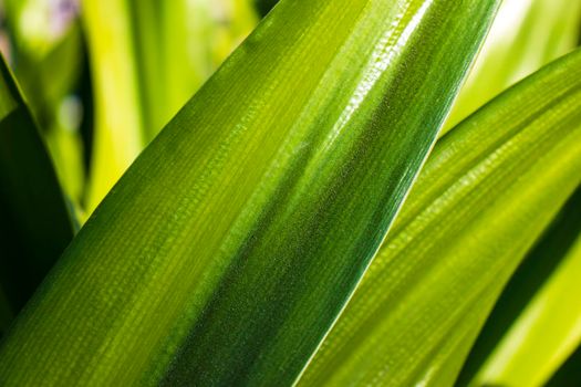 Close up shot of a green leaves with dust particles on them.