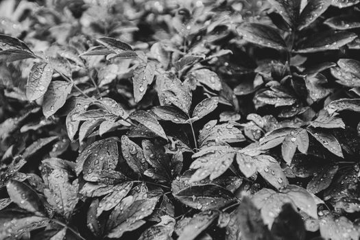 texture background black and white photo of leaves with raindrops and dew