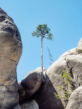 Wild bonsai of pine on sandstone rocks, blue sky without in the background.