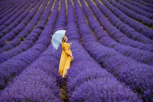 A middle-aged woman in a lavender field walks under an umbrella on a rainy day and enjoys aromatherapy. Aromatherapy concept, lavender oil, photo session in lavender.