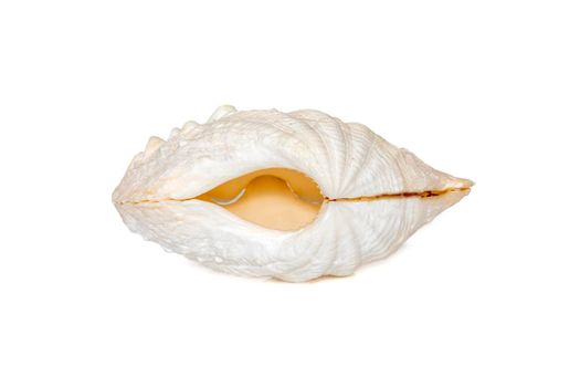 Image of seashells clam pearled on a white background. Undersea Animals. Sea Shells.