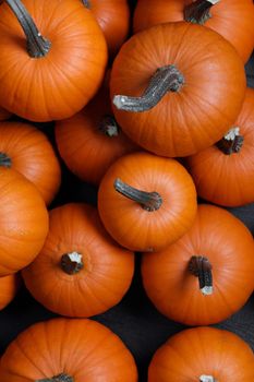 Dark pumpkin background of many pumpkins, Halloween or Thanksgiving day concept