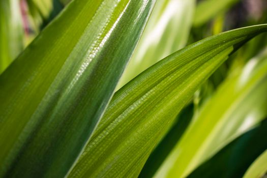 Close up shot of a green leaves with dust particles on them.