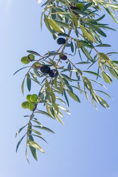Olives ripening on a branch in an olive grove close up