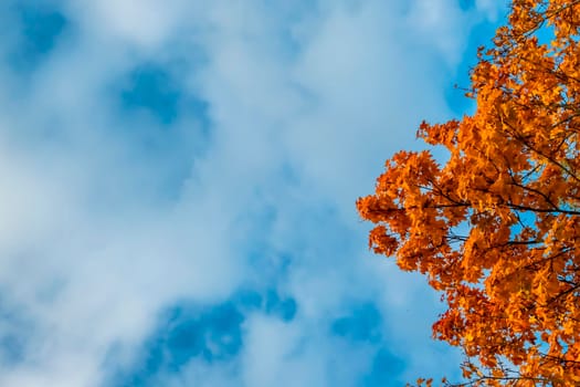 Blue sky with white clouds over the crown of a tree with red and yellow leaves. High quality photo