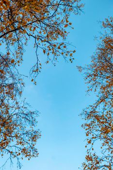 Autumn concept, birch forest. Beautiful natural bottom view of the trunks and tops of birches with golden bright autumn foliage against a blue sky. High quality photo