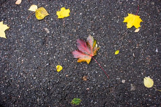 fallen yellow leaves on the asphalt in the rain. High quality photo