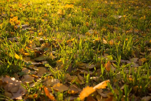 Autumn foliage. Autumn leaves fallen on the ground. Fall leaf. High quality photo