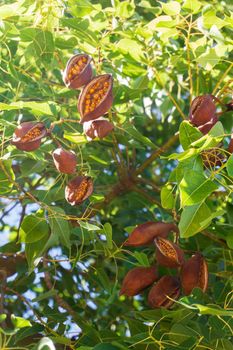 Brown pods with seeds on the branches of a Brachychiton tree