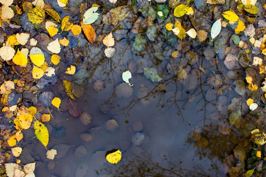 Colourful fall leaves in pond lake water, floating autumn leaf. Fall season leaves in rain puddle. Sunny autumn day foliage. October weather, november nature background. Beautiful reflection in water