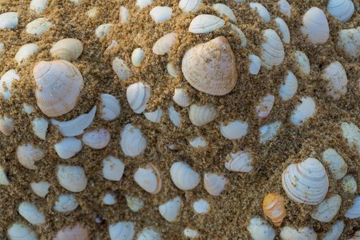 Sand hills decorated with shells on the beach