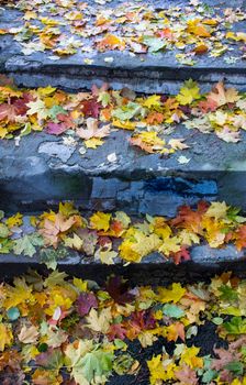 Autumn fallen maple leaves on asphalt, yellow, green. Autumn leaves spread out on the wet and black asphalt. horizontal photo for banner, background. High quality photo