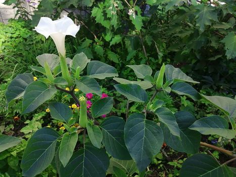 White Datura Candida Flowers with Green leaves