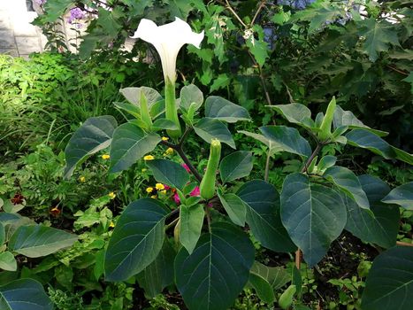 White Datura Candida Flowers with Green leaves