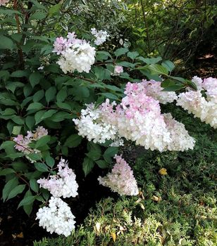 Species of flowering plant in the family Hydrangeaceae