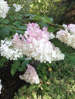 Species of flowering plant in the family Hydrangeaceae