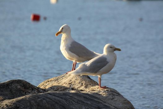 Two Glaucous gulls, Larus hyperboreus, on shore along Arctic ocean, near Pond Inlet, Nunavut, Canada