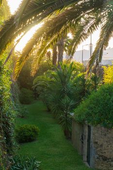 Green castle garden with palm trees and mowed lawn