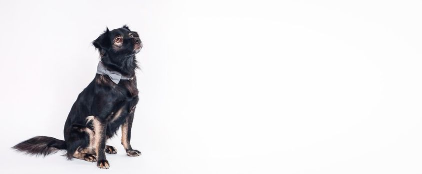 Cute dog on the white background, isolated. Banner, background with a dog. Free space for text, copy space.