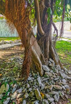 Huge beautiful Ficus maxima Fig tree in Playa del Carmen Quintana Roo Mexico.