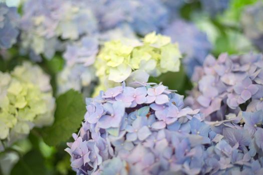 Fresh hortensia bright blue flowers and green leaves on blur background